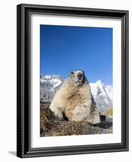 Alpine Marmot in the Hohe Tauern, Mount Grossglockner. Austria-Martin Zwick-Framed Photographic Print