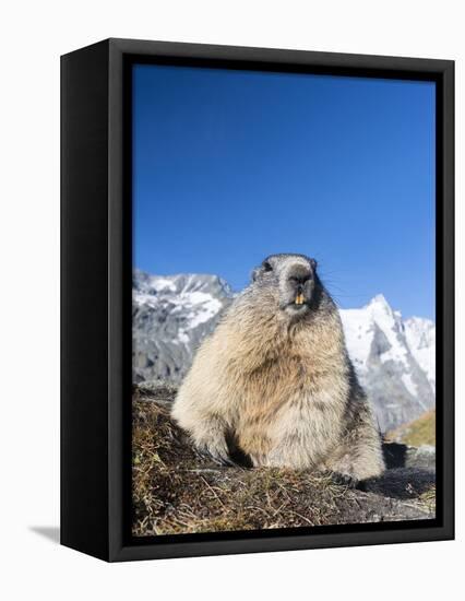 Alpine Marmot in the Hohe Tauern, Mount Grossglockner. Austria-Martin Zwick-Framed Premier Image Canvas