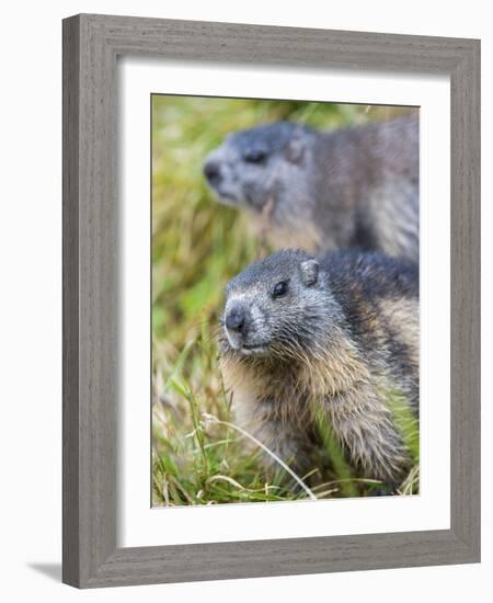 Alpine Marmot in the Hohe Tauern, Mount Grossglockner. Austria-Martin Zwick-Framed Photographic Print