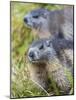 Alpine Marmot in the Hohe Tauern, Mount Grossglockner. Austria-Martin Zwick-Mounted Photographic Print