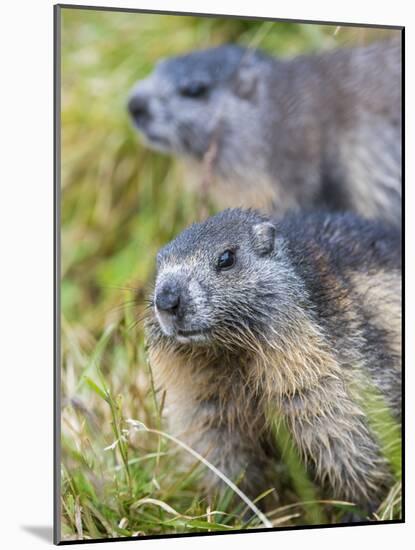 Alpine Marmot in the Hohe Tauern, Mount Grossglockner. Austria-Martin Zwick-Mounted Photographic Print