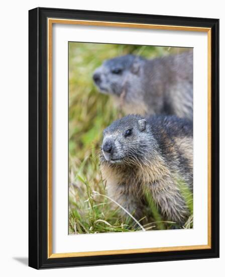 Alpine Marmot in the Hohe Tauern, Mount Grossglockner. Austria-Martin Zwick-Framed Photographic Print