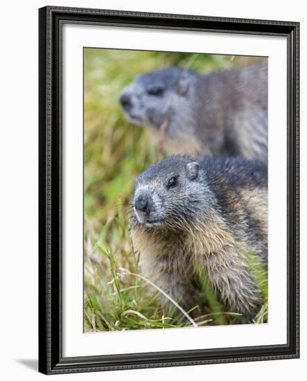 Alpine Marmot in the Hohe Tauern, Mount Grossglockner. Austria-Martin Zwick-Framed Photographic Print