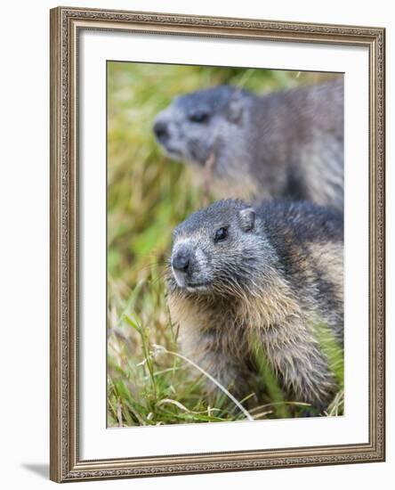 Alpine Marmot in the Hohe Tauern, Mount Grossglockner. Austria-Martin Zwick-Framed Photographic Print