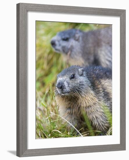 Alpine Marmot in the Hohe Tauern, Mount Grossglockner. Austria-Martin Zwick-Framed Photographic Print