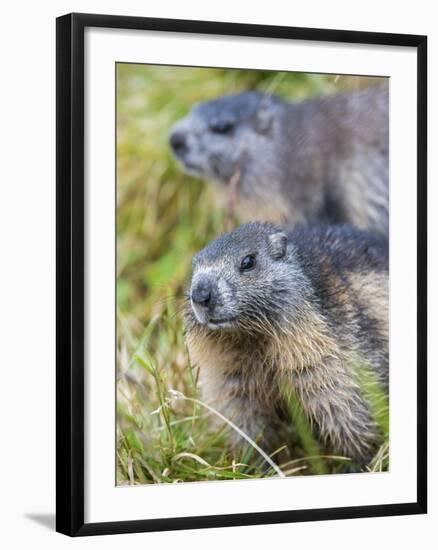 Alpine Marmot in the Hohe Tauern, Mount Grossglockner. Austria-Martin Zwick-Framed Photographic Print