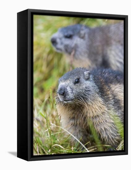 Alpine Marmot in the Hohe Tauern, Mount Grossglockner. Austria-Martin Zwick-Framed Premier Image Canvas