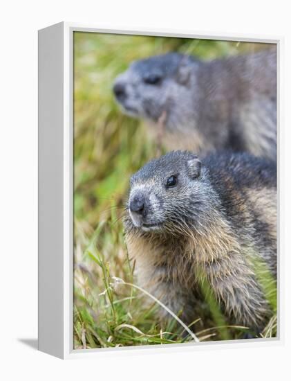 Alpine Marmot in the Hohe Tauern, Mount Grossglockner. Austria-Martin Zwick-Framed Premier Image Canvas