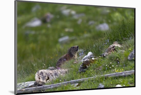 Alpine marmot, marmot, Marmota marmota, at the Grossglockner, Hohe Tauern, Austria, Europe-Christian Zappel-Mounted Photographic Print