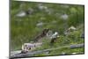 Alpine marmot, marmot, Marmota marmota, at the Grossglockner, Hohe Tauern, Austria, Europe-Christian Zappel-Mounted Photographic Print