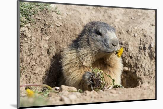 Alpine Marmot (Marmota marmota) eating Dandelion, Alpes de Hautes Provence, France.-Sylvain Cordier-Mounted Photographic Print