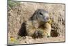 Alpine Marmot (Marmota marmota) eating Dandelion, Alpes de Hautes Provence, France.-Sylvain Cordier-Mounted Photographic Print