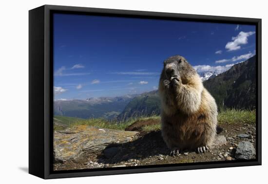 Alpine Marmot (Marmota Marmota) Feeding, Hohe Tauern National Park, Austria, July 2008-Lesniewski-Framed Premier Image Canvas