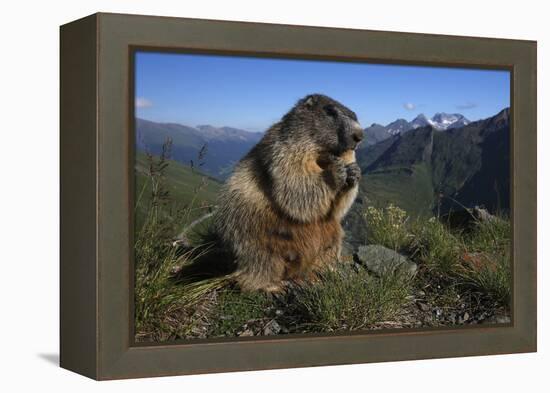 Alpine Marmot (Marmota Marmota) Feeding, Hohe Tauern National Park, Austria, July 2008-Lesniewski-Framed Premier Image Canvas
