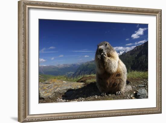 Alpine Marmot (Marmota Marmota) Feeding, Hohe Tauern National Park, Austria, July 2008-Lesniewski-Framed Photographic Print