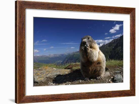 Alpine Marmot (Marmota Marmota) Feeding, Hohe Tauern National Park, Austria, July 2008-Lesniewski-Framed Photographic Print