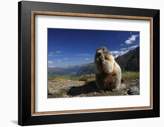 Alpine Marmot (Marmota Marmota) Feeding, Hohe Tauern National Park, Austria, July 2008-Lesniewski-Framed Photographic Print