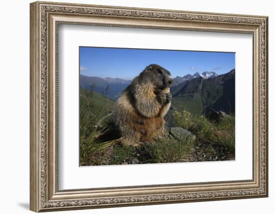 Alpine Marmot (Marmota Marmota) Feeding, Hohe Tauern National Park, Austria, July 2008-Lesniewski-Framed Photographic Print