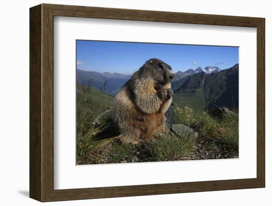 Alpine Marmot (Marmota Marmota) Feeding, Hohe Tauern National Park, Austria, July 2008-Lesniewski-Framed Photographic Print