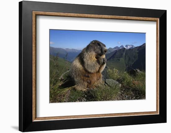 Alpine Marmot (Marmota Marmota) Feeding, Hohe Tauern National Park, Austria, July 2008-Lesniewski-Framed Photographic Print