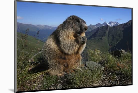 Alpine Marmot (Marmota Marmota) Feeding, Hohe Tauern National Park, Austria, July 2008-Lesniewski-Mounted Photographic Print