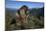 Alpine Marmot (Marmota Marmota) Feeding, Hohe Tauern National Park, Austria, July 2008-Lesniewski-Mounted Photographic Print