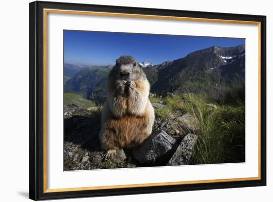 Alpine Marmot (Marmota Marmota) Feeding, Hohe Tauern National Park, Austria, July 2008-Lesniewski-Framed Photographic Print