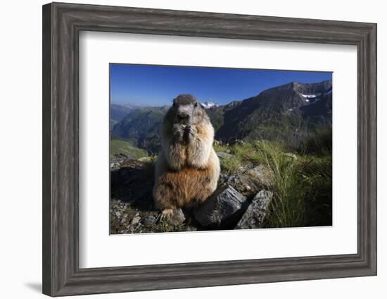 Alpine Marmot (Marmota Marmota) Feeding, Hohe Tauern National Park, Austria, July 2008-Lesniewski-Framed Photographic Print