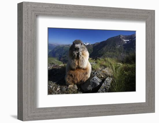 Alpine Marmot (Marmota Marmota) Feeding, Hohe Tauern National Park, Austria, July 2008-Lesniewski-Framed Photographic Print