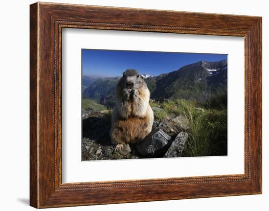 Alpine Marmot (Marmota Marmota) Feeding, Hohe Tauern National Park, Austria, July 2008-Lesniewski-Framed Photographic Print