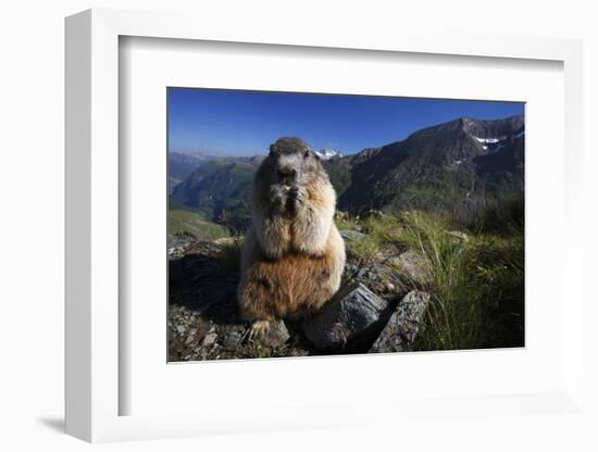 Alpine Marmot (Marmota Marmota) Feeding, Hohe Tauern National Park, Austria, July 2008-Lesniewski-Framed Photographic Print