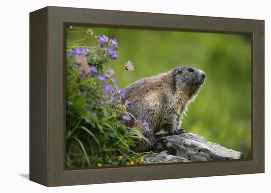 Alpine Marmot (Marmota Marmota) Hohe Tauern National Park, Austria, July 2008-Lesniewski-Framed Premier Image Canvas