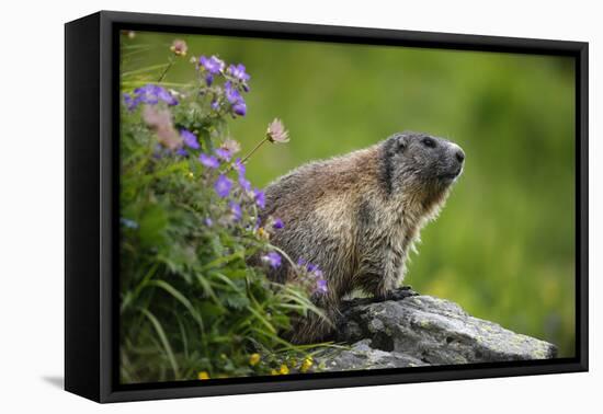 Alpine Marmot (Marmota Marmota) Hohe Tauern National Park, Austria, July 2008-Lesniewski-Framed Premier Image Canvas