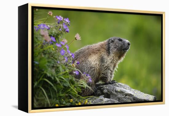 Alpine Marmot (Marmota Marmota) Hohe Tauern National Park, Austria, July 2008-Lesniewski-Framed Premier Image Canvas