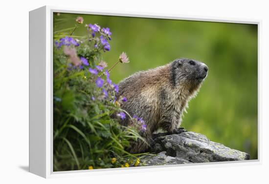 Alpine Marmot (Marmota Marmota) Hohe Tauern National Park, Austria, July 2008-Lesniewski-Framed Premier Image Canvas