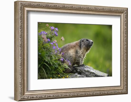 Alpine Marmot (Marmota Marmota) Hohe Tauern National Park, Austria, July 2008-Lesniewski-Framed Photographic Print