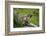 Alpine Marmot (Marmota Marmota) Hohe Tauern National Park, Austria, July 2008-Lesniewski-Framed Photographic Print