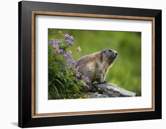 Alpine Marmot (Marmota Marmota) Hohe Tauern National Park, Austria, July 2008-Lesniewski-Framed Photographic Print