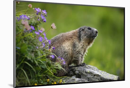 Alpine Marmot (Marmota Marmota) Hohe Tauern National Park, Austria, July 2008-Lesniewski-Mounted Photographic Print