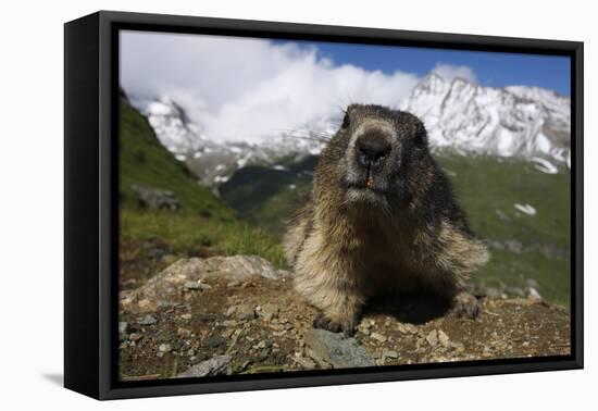 Alpine Marmot (Marmota Marmota) Portrait, Hohe Tauern National Park, Austria, July 2008-Lesniewski-Framed Premier Image Canvas