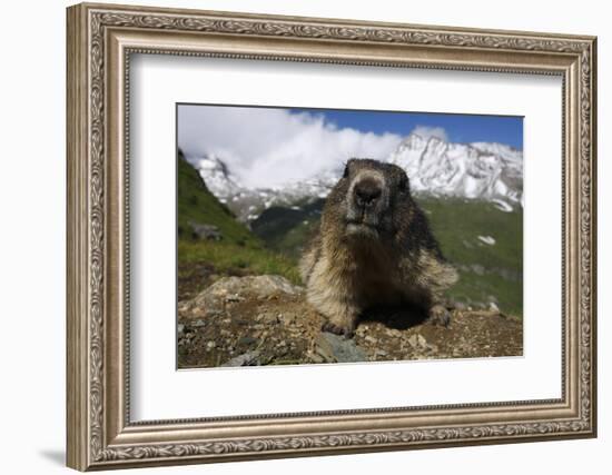 Alpine Marmot (Marmota Marmota) Portrait, Hohe Tauern National Park, Austria, July 2008-Lesniewski-Framed Photographic Print