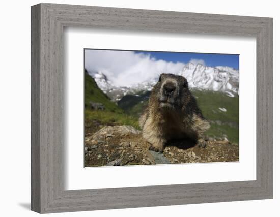 Alpine Marmot (Marmota Marmota) Portrait, Hohe Tauern National Park, Austria, July 2008-Lesniewski-Framed Photographic Print