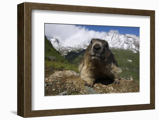 Alpine Marmot (Marmota Marmota) Portrait, Hohe Tauern National Park, Austria, July 2008-Lesniewski-Framed Photographic Print