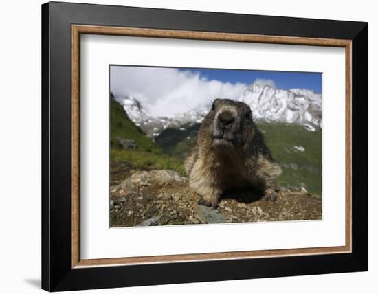 Alpine Marmot (Marmota Marmota) Portrait, Hohe Tauern National Park, Austria, July 2008-Lesniewski-Framed Photographic Print