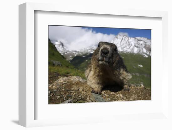 Alpine Marmot (Marmota Marmota) Portrait, Hohe Tauern National Park, Austria, July 2008-Lesniewski-Framed Photographic Print