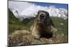 Alpine Marmot (Marmota Marmota) Portrait, Hohe Tauern National Park, Austria, July 2008-Lesniewski-Mounted Photographic Print