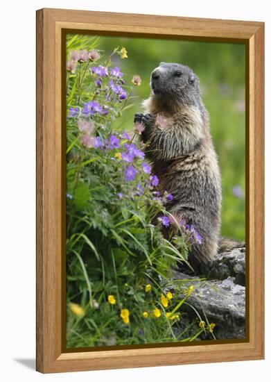 Alpine Marmot (Marmota Marmota) Standing on Hind Legs Feeding on Flowers, Hohe Tauern Np, Austria-Lesniewski-Framed Premier Image Canvas