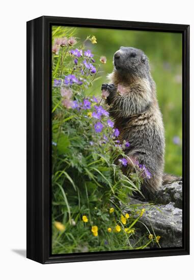 Alpine Marmot (Marmota Marmota) Standing on Hind Legs Feeding on Flowers, Hohe Tauern Np, Austria-Lesniewski-Framed Premier Image Canvas