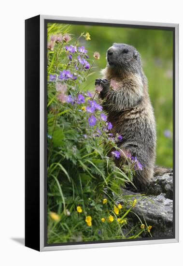 Alpine Marmot (Marmota Marmota) Standing on Hind Legs Feeding on Flowers, Hohe Tauern Np, Austria-Lesniewski-Framed Premier Image Canvas