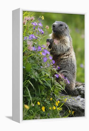 Alpine Marmot (Marmota Marmota) Standing on Hind Legs Feeding on Flowers, Hohe Tauern Np, Austria-Lesniewski-Framed Premier Image Canvas